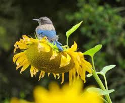 bird friendly gardens how to attract