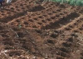 Gemburkan lahan tanam dengan cara mencangkul lahan. Budidaya Jahe Merah Tingkatkan Perekonomian Masyarakat Kabupaten Tasikmalaya Jawa Barat Kpk News Koran Perangi Korupsi