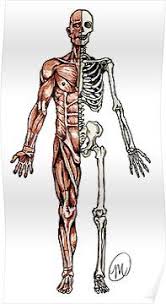 There are a total of 206 bones in the human body, however when a child is born they have more some bones fuse together making one bone ever stronger. Half Muscle Half Skeleton Poster Skeleton Sticker Skeleton Drawings Anatomy Art