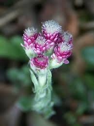 Antennaria dioica - Wikipedia