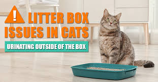 cat outside of the litter box