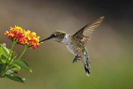 19 best plants to attract hummingbirds