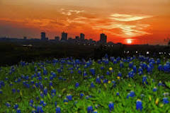 where-are-the-bluebonnets-near-fort-worth