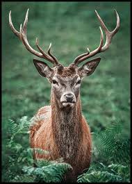 Majestic Stag Poster Animal And