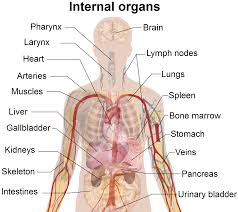 The ribs are a veritable collection of bone, muscle, and organs, most of which are fairly important for living and other useful functions. Systems In Human Anatomy