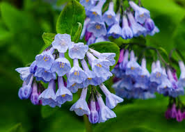 blue flowers for your garden