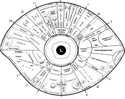 Free Iridology Eye Chart Downloads Large Iridology Chart