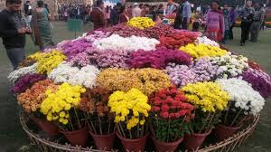 Information about terraced garden,chandigarh,parks,gardens and zoo in chandigarh,chrysanthemum show,details of tourist places in chandigarh,tourism,tourist destination. A Visit To Chrysanthemum Flowers Show At Terraced Garden Chandigarh Chrysanthemum Flower Terrace Garden Flower Show