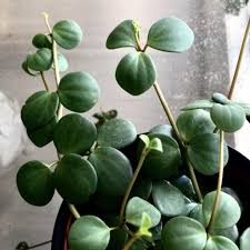 How to care for indoor plants + greenify your space. 10 Best Non Toxic Houseplants That Are Safe For Children Cats Dogs My Tasteful Space