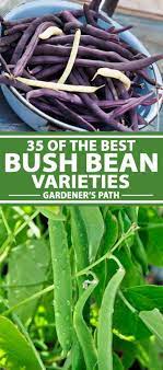 35 of the best bush bean varieties