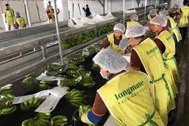 Banana exports booming despite pandemic | Phnom Penh Post