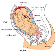 The major organs of the abdomen include the. Understanding Your Unborn Baby Woman S Hospital Baton Rouge La