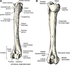 Typically a transverse fracture above the medial and lateral epicondyles. Minimally Invasive Osteosynthesis Techniques For Humerus Fractures Veterinary Clinics Small Animal Practice