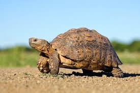 is hemp bedding good for tortoises
