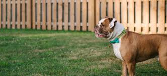 american bulldog puppies