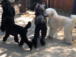 figz service dogs poodle puppies