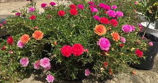 Grow And Care For Portulaca Moss Rose