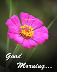 Good morning ecards can really give a great start to a day. 50 Good Morning Flower Images Free Download Hd