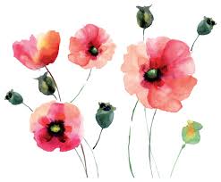 watercolor poppies wall decals