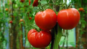19 tips for growing the best tomatoes