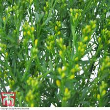 genista lydia plants thompson morgan