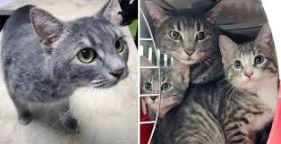 During tnr a cat is trapped and brought to the vet, spayed or neutered, and returned to the area where they were. Stray Cat Came Back To Family That Was Kind To Her And Brought Her Kittens Along Cats Kittens Cat Adoption