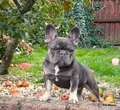 French Bulldog puppies for sale | Pets4Homes