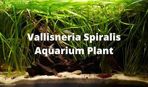 Vallisneria Spiralis: Care Guide And How To Grow In A Home ...