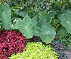 Plant in pots that will be large enough to accommodate their mature size, then place outside after threat of frost is past. Elephant Ears Colocasia Alocasia And Xanthosoma Wisconsin Horticulture