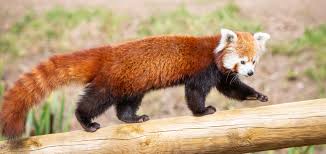 red pandas at yorkshire wildlife park