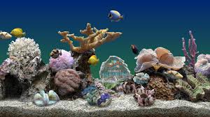 marine aquarium computer bild