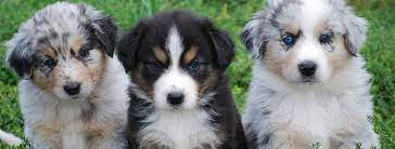 Maybe you would like to learn more about one of these? Australian Shepherd Puppies Perth 99degree
