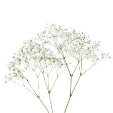 Free shipping anywhere in the usa. Gypsophila Flowers We Love Flower Style Magazine