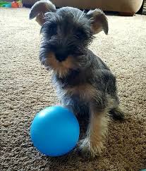 miniature schnauzer puppy by