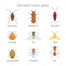set of domestic insect pests stock