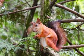 I am very interested in a young squirrel i am really not particular about the breed as long as it is very. A Few Of The Many Different Types Of Rodents In Texas Natran Green Pest Control Houston And Austin Texas