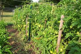 pruning tomato plants how to prune