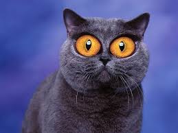 Big Eyes Cat Hd Wallpaper Peakpx