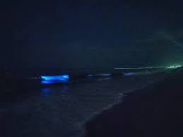 Blue Glow Spotted At Chennai Beach Deccan Herald