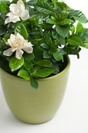 indoor gardenia care thriftyfun