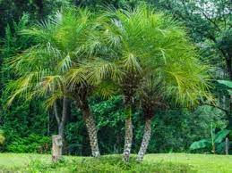 Care For A Pygmy Date Palm Tree