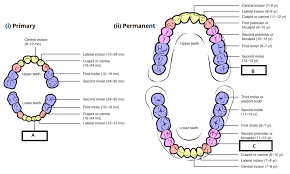 Child And Adult Dentition Teeth Structure Primary