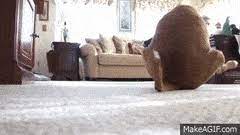 best dog carpet gifs gfycat