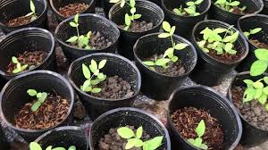 Cách trồng hoa đậu biếcđơn giản