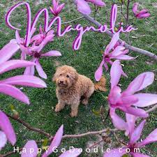 101 best flower names for dogs with