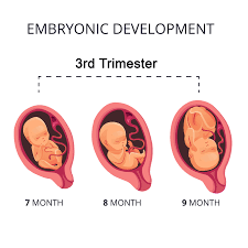 ses of pregnancy third trimester