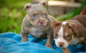 HOW MUCH DOES AN AMERICAN BULLY COST? | by BULLY KING Magazine | BULLY KING  Magazine | Medium