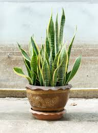Snake Plants Poisoning Are