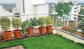 terrace gardening tips setup to