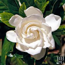 how to plant and grow gardenia